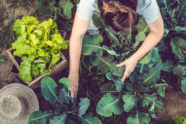 How to make sustainable shifts with your food